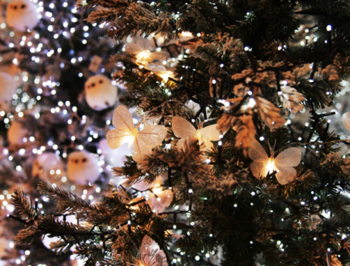 Discover the Magic of Christmas Trees - A Festive Guide