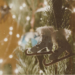 The King of Christmas Trees: Spreading Family Unity and Joy